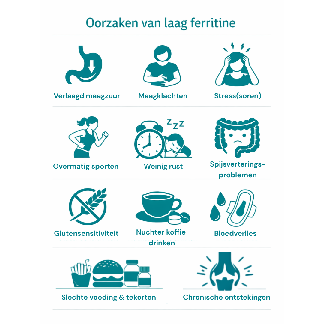 Orzaken_Laag_Ferritine