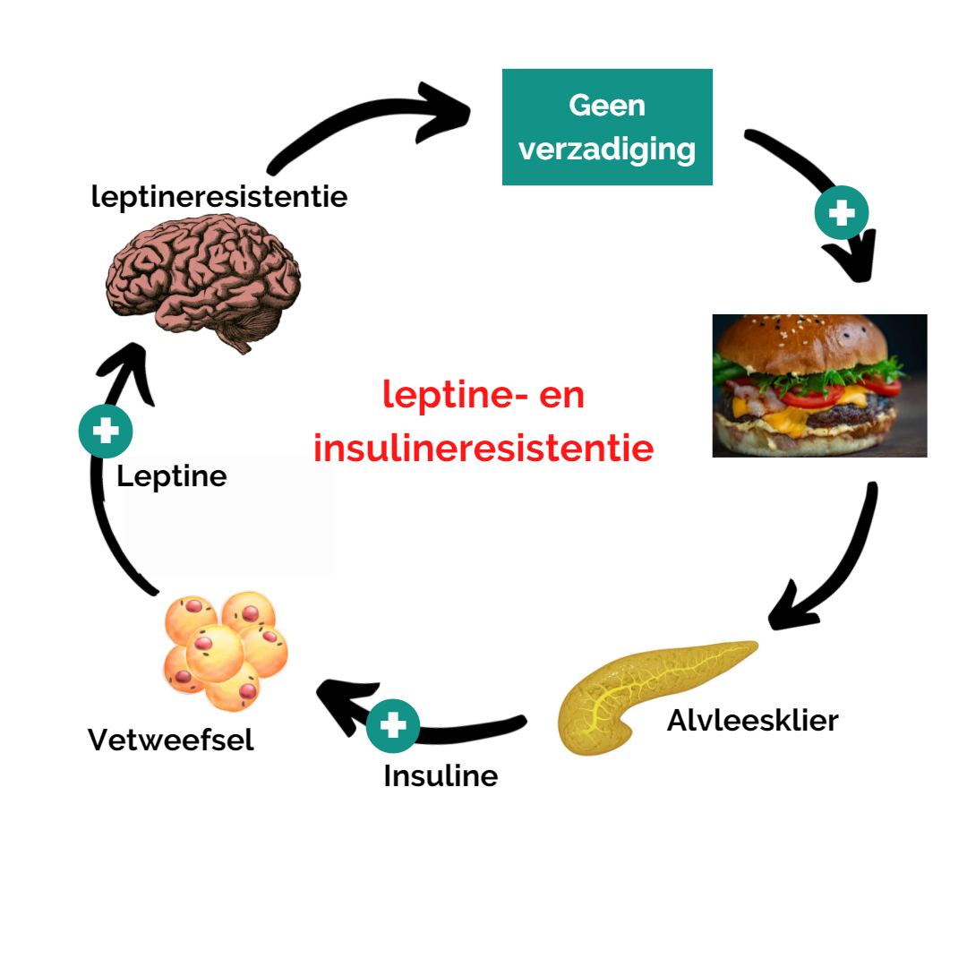 Insuline_resistentie_EMB_You_mens