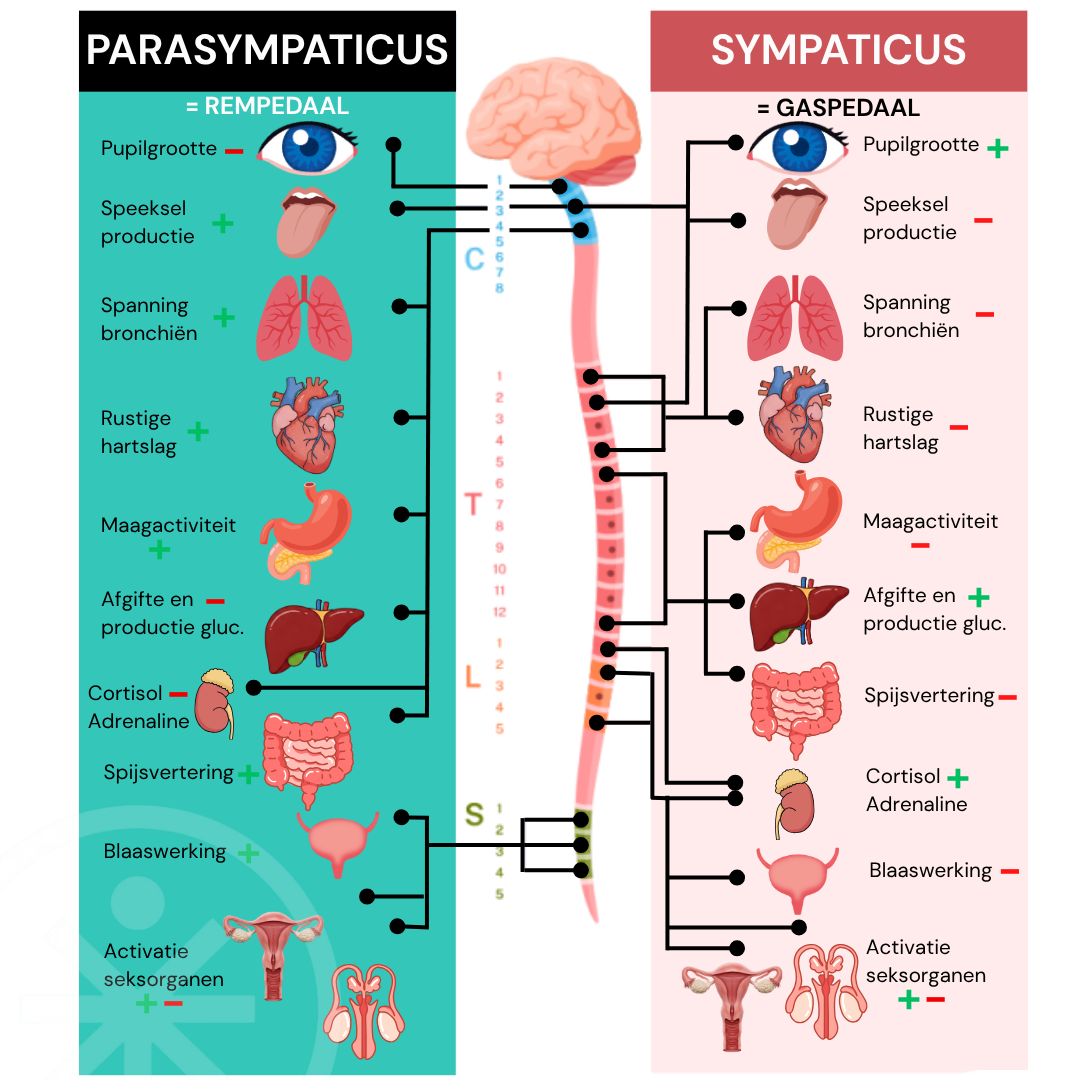 Sympathicus_gaspedaal_Parasympaticus_rempedaal 